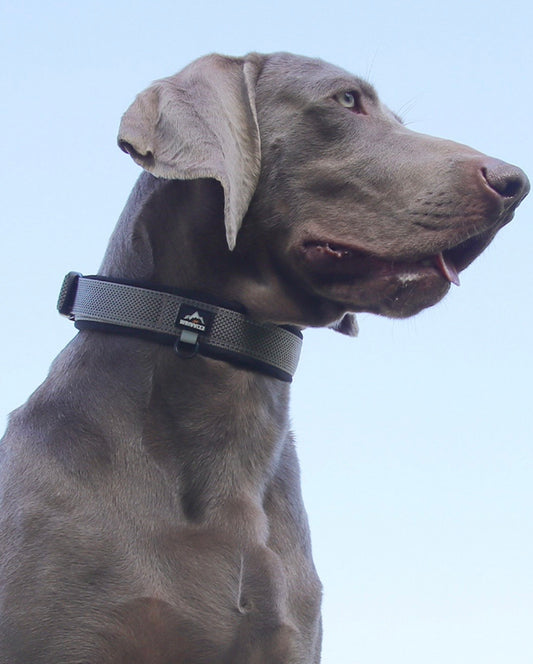 comfortable dog collar for everyday wear