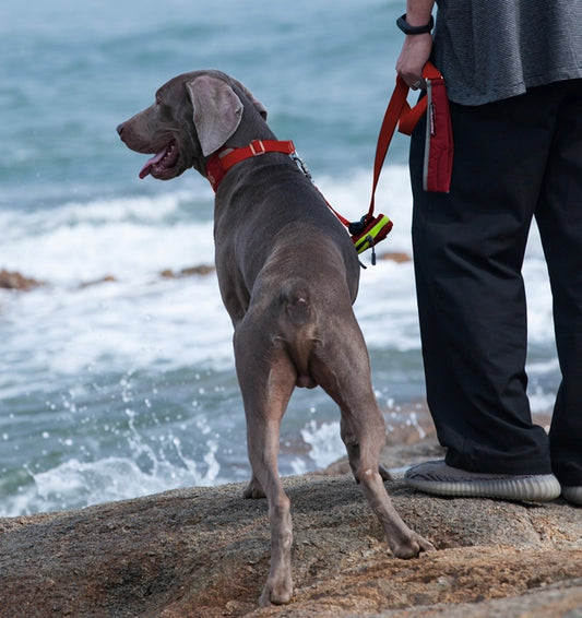 outdoor dog leash for beach walks