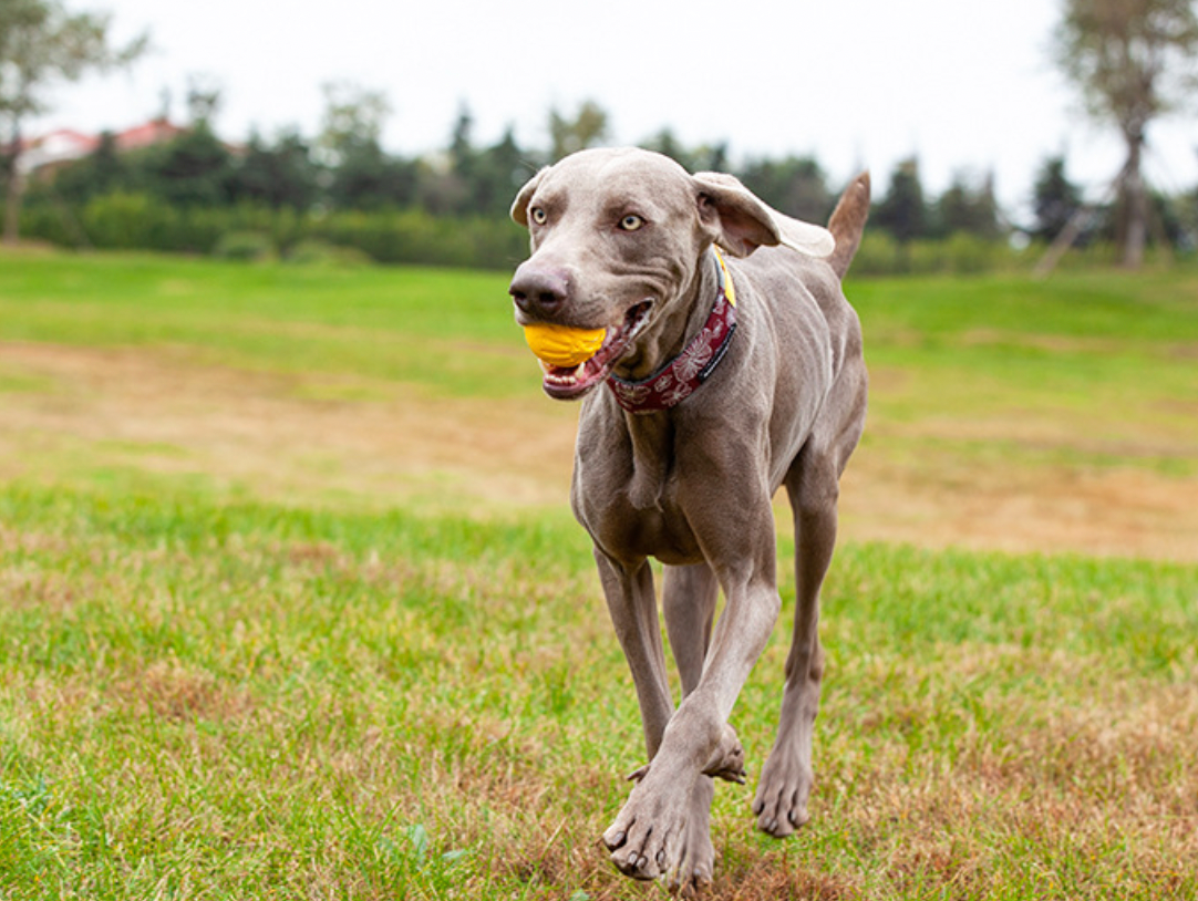 Lessons Learned From Life With Dogs