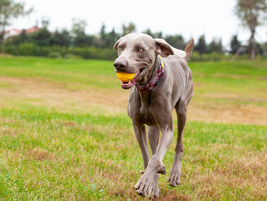 Lessons Learned From Life With Dogs