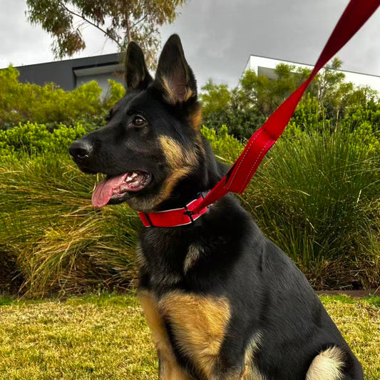 Why Dogs Make Us Slow Down