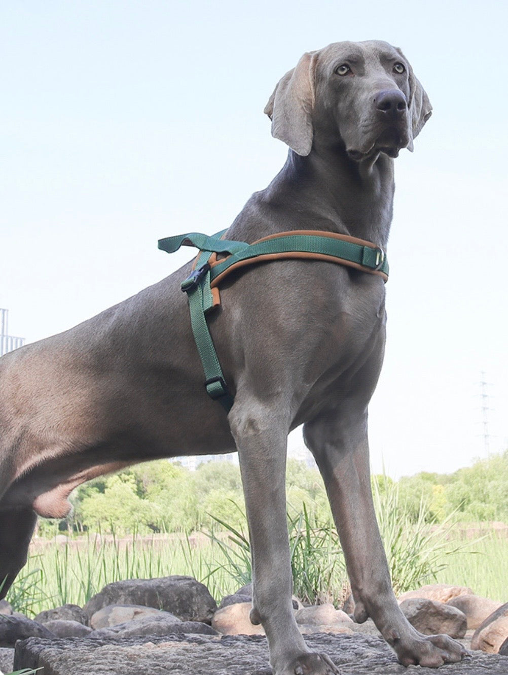 Dog Harnesses Australia