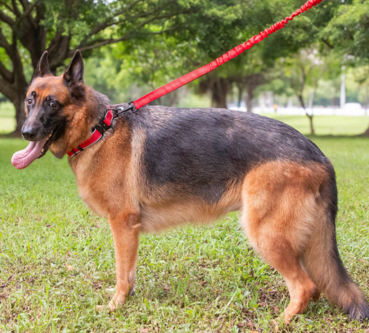 heavy duty dog collar for large dogs