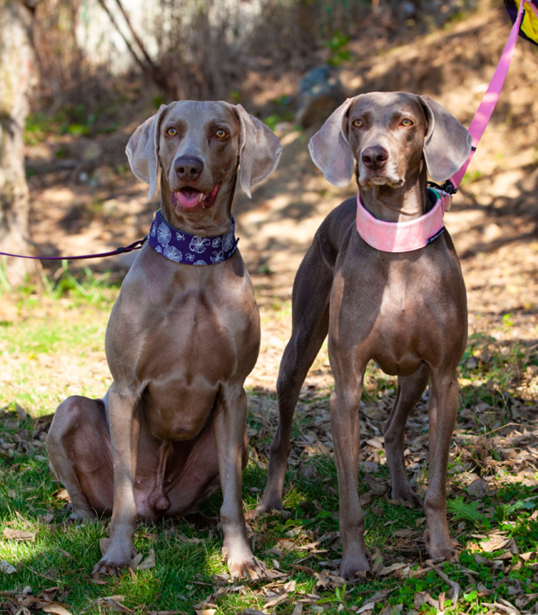 stylish dog collar for active dogs