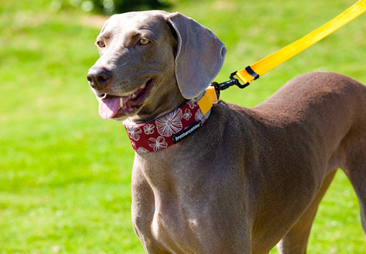 comfortable nylon dog collar for everyday walks