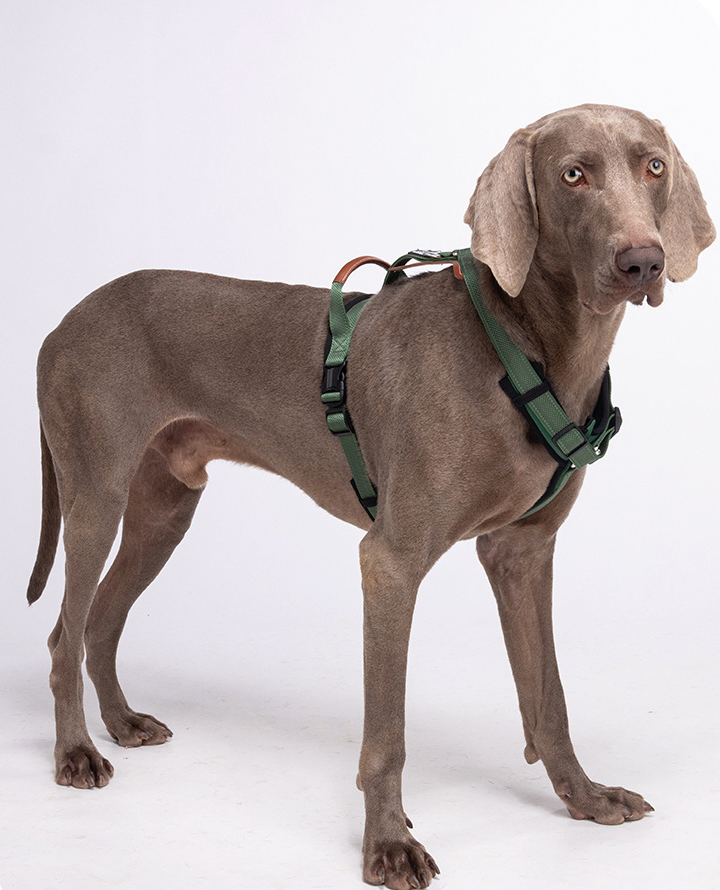 green reflective no pull dog harness for large dogs