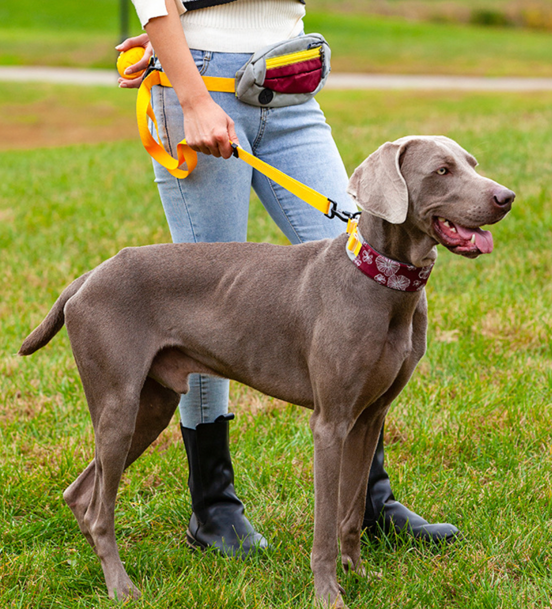comfortable nylon dog collar for everyday walks