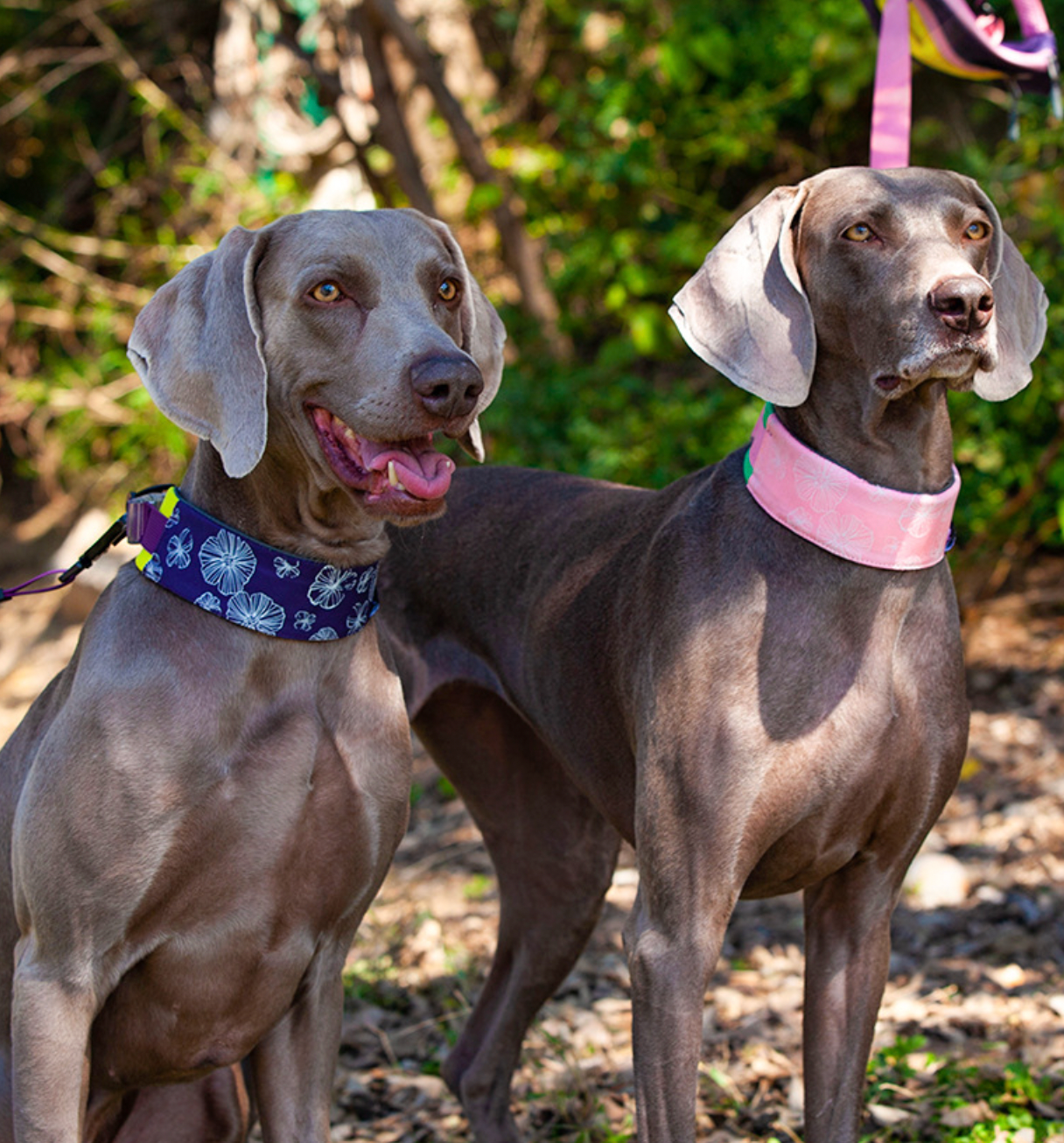 stylish dog collar for active dogs