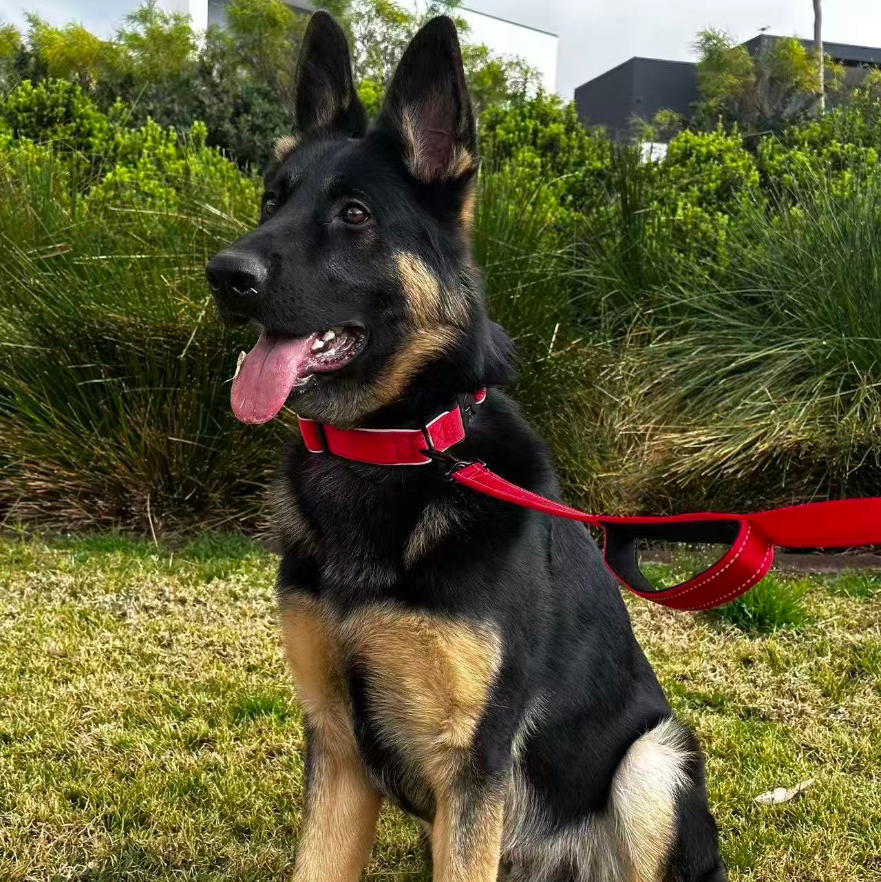 dual handle dog leash for training and walking