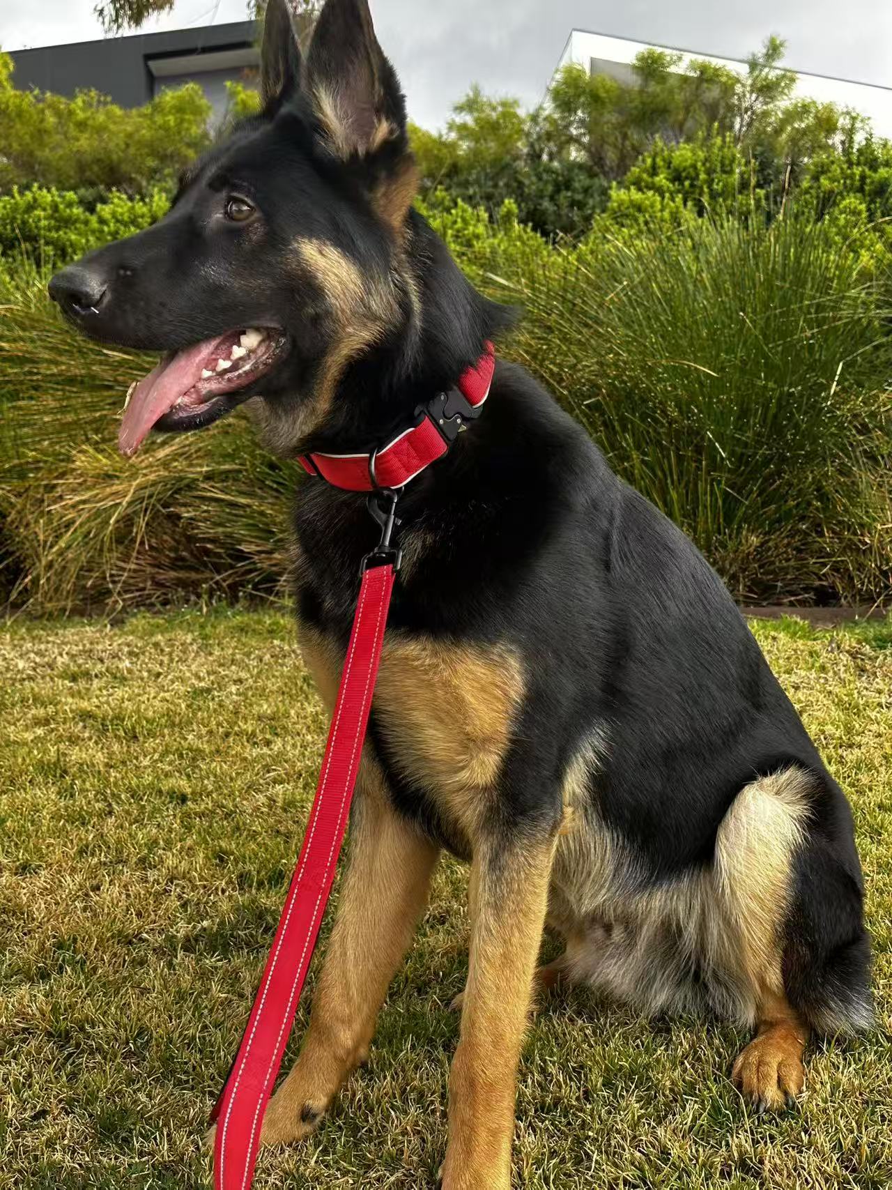 dual handle dog leash for training and walking