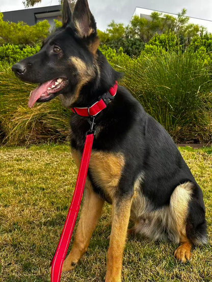 dual handle dog leash for training and walking