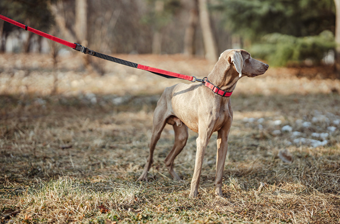 shock absorbing dog leash with bungee section