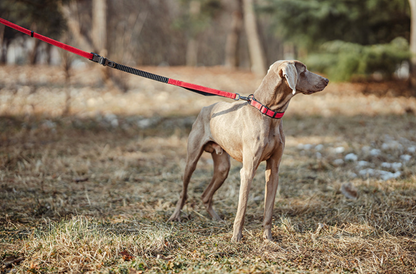 shock absorbing dog leash with bungee section