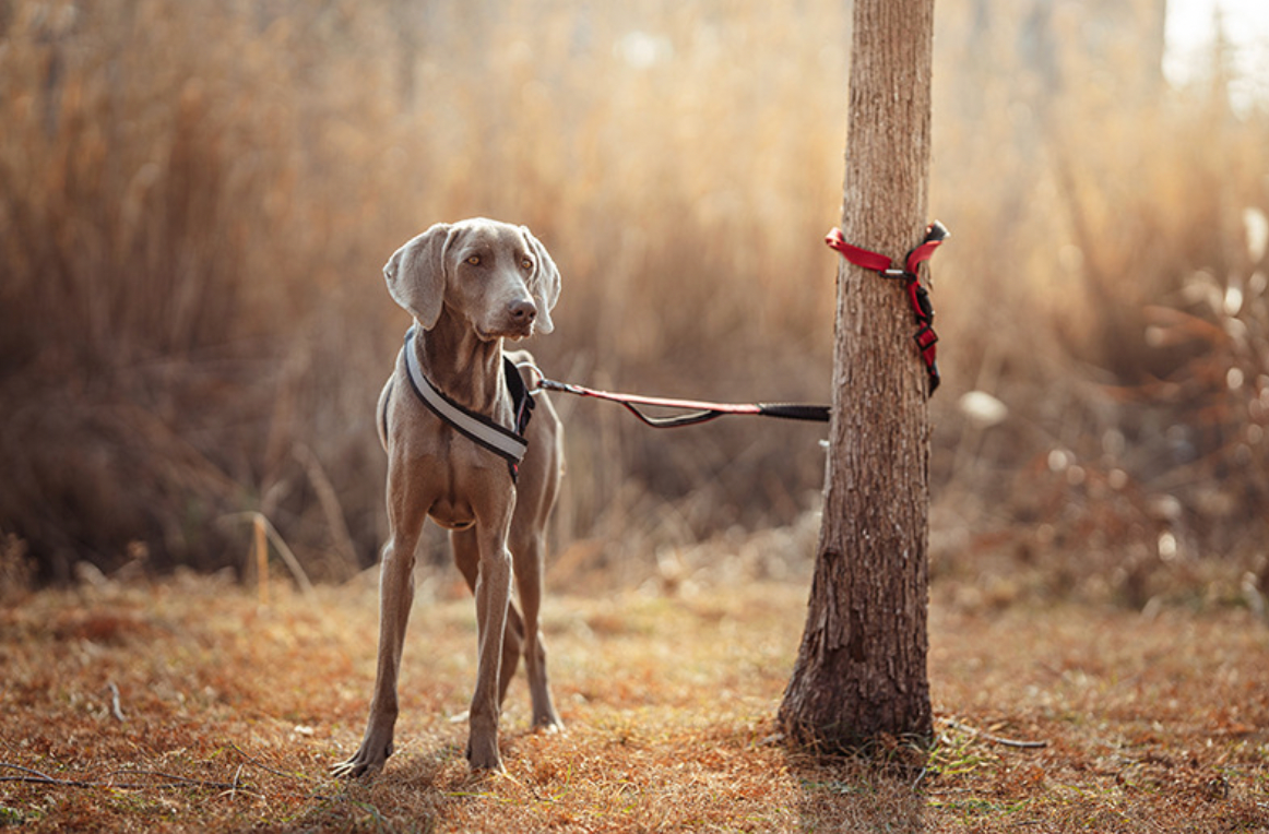 hands free running dog leash for active dogs