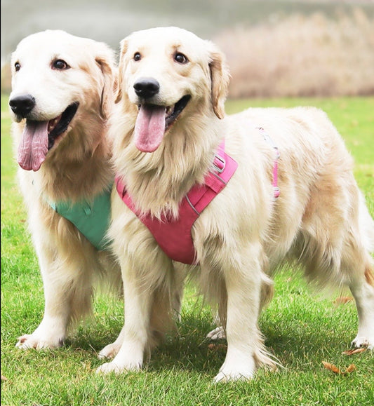 lightweight waterproof dog harness for outdoor adventures