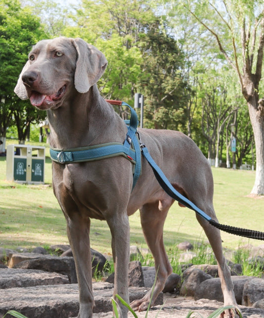 adjustable dog harness with leather handle
