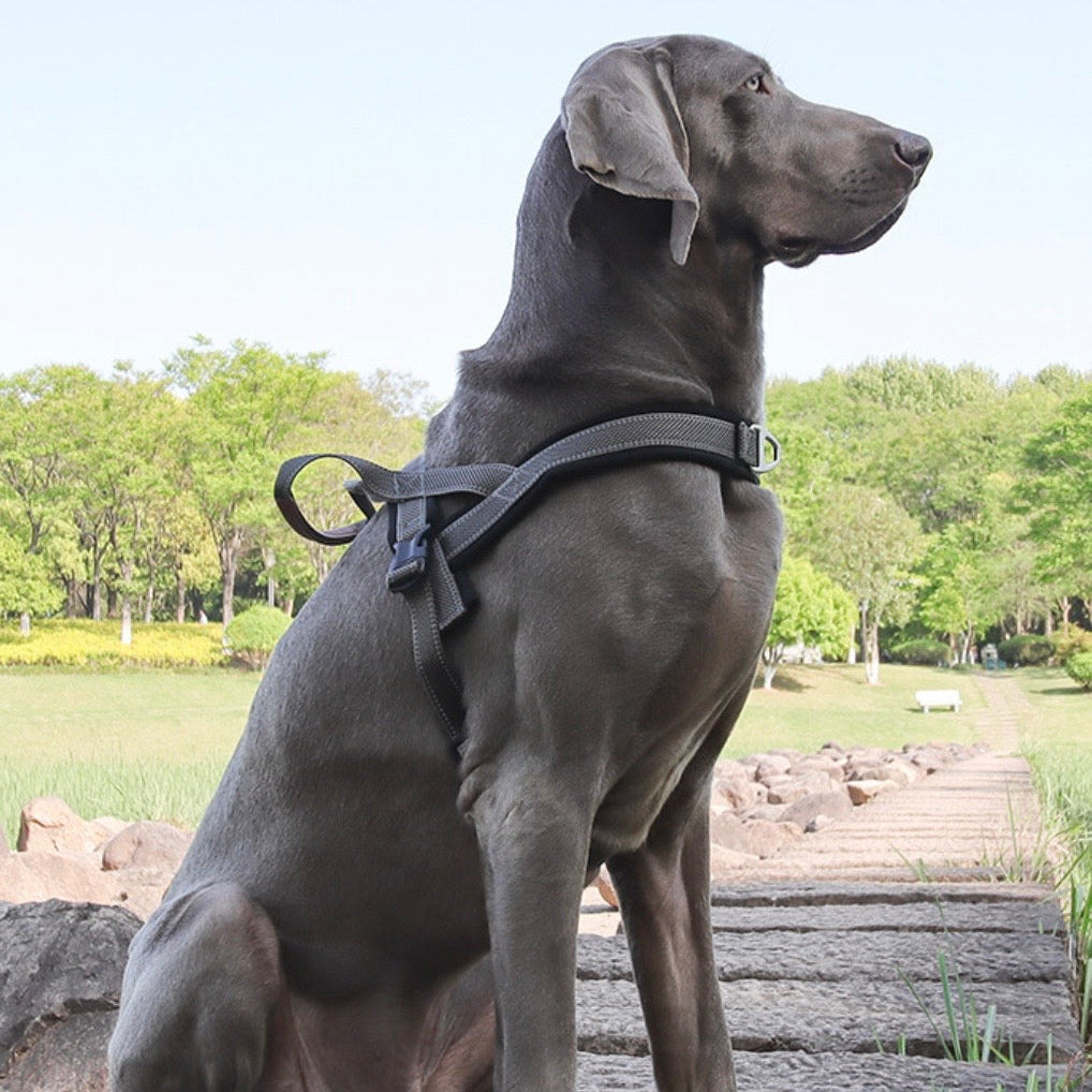 comfortable y shape dog harness