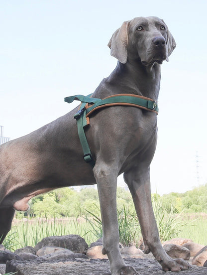 green soft padded nylon dog harness