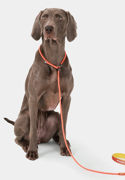 rope dog slip lead for small and medium active dogs