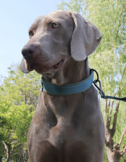 adjustable reflective dog collar