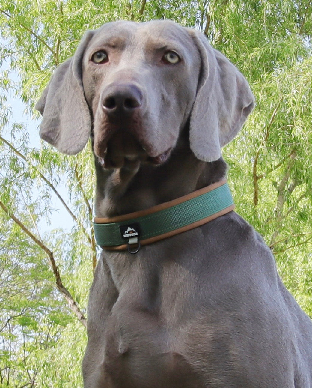 reflective padded dog collar for large dogs