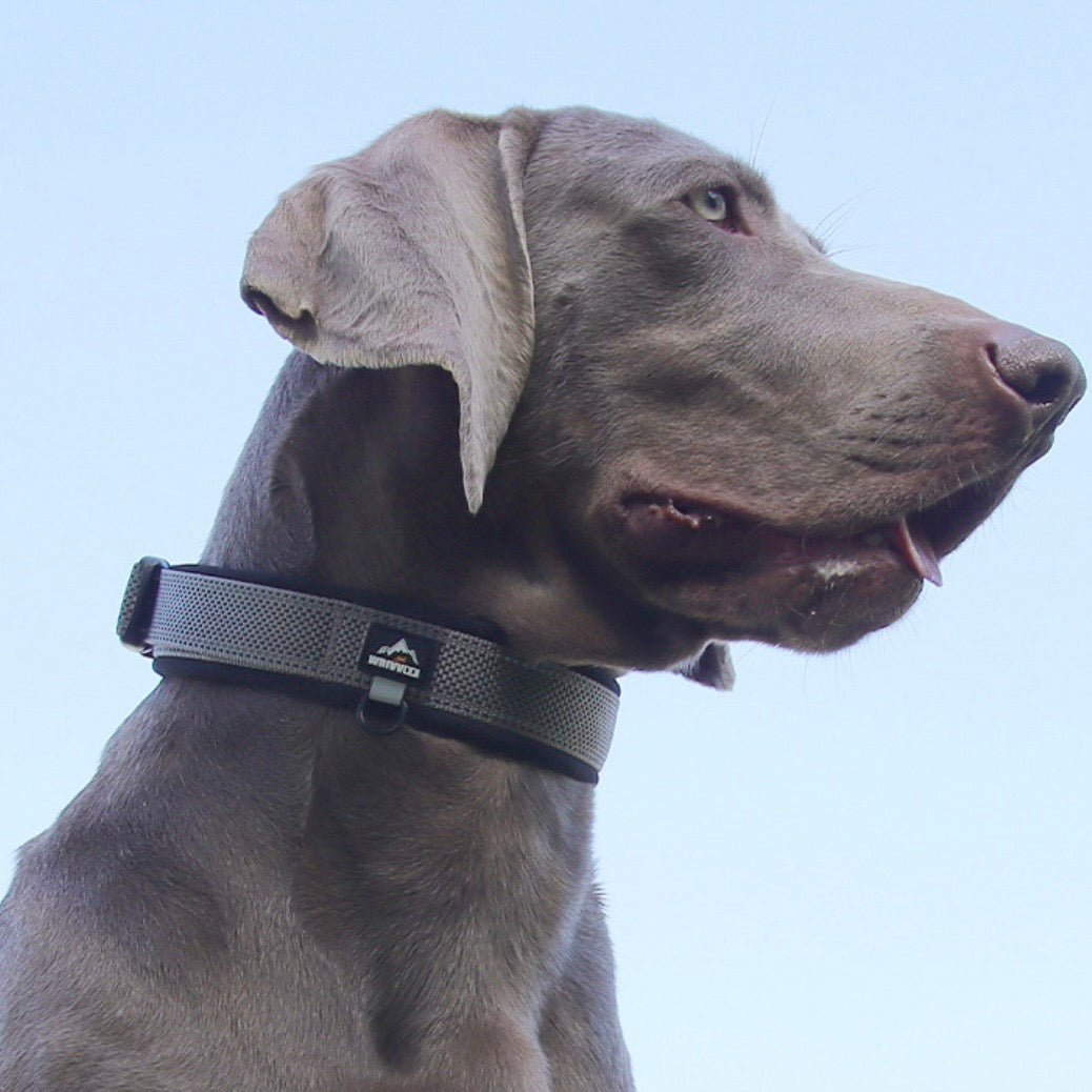 comfortable dog collar for everyday wear
