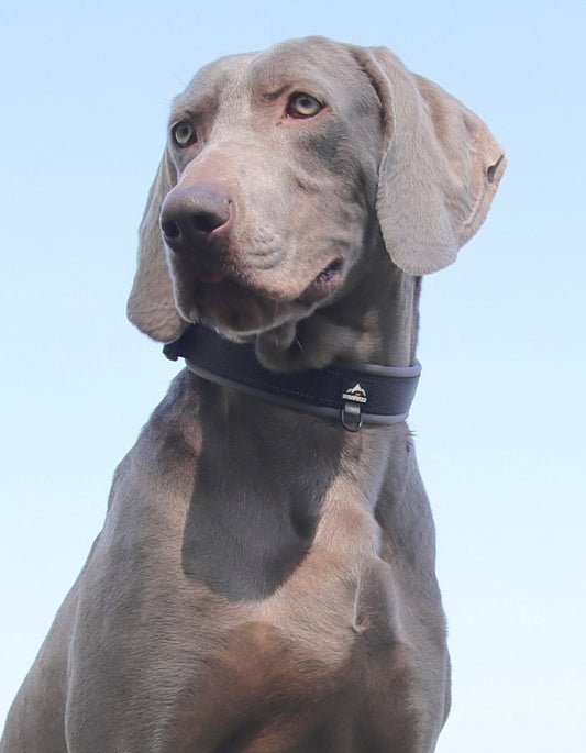 black soft padded reflective dog collar