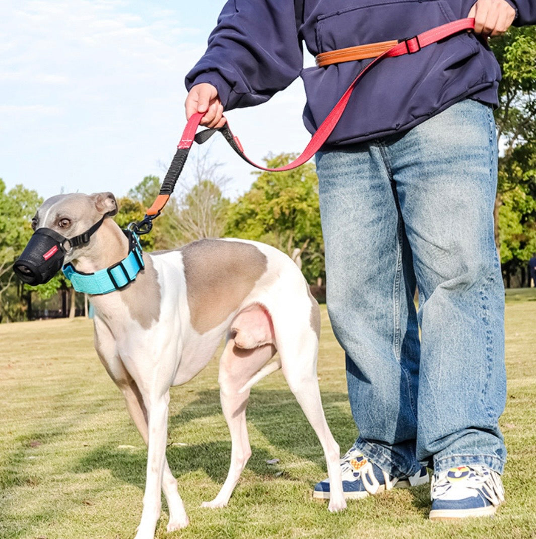 waist worn dog leash for hiking