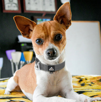 adjustable reflective dog collar