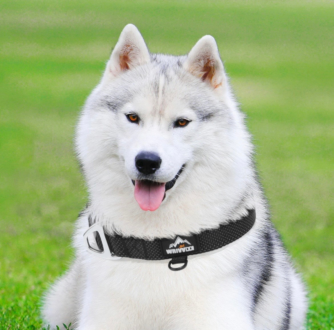 lightweight nylon dog collar for everyday walks