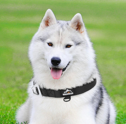 lightweight nylon dog collar for everyday walks