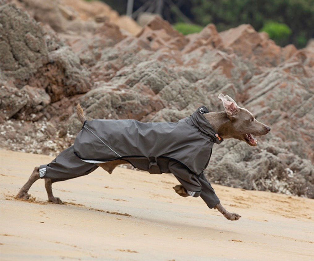 waterproof dog raincoat for outdoor adventures