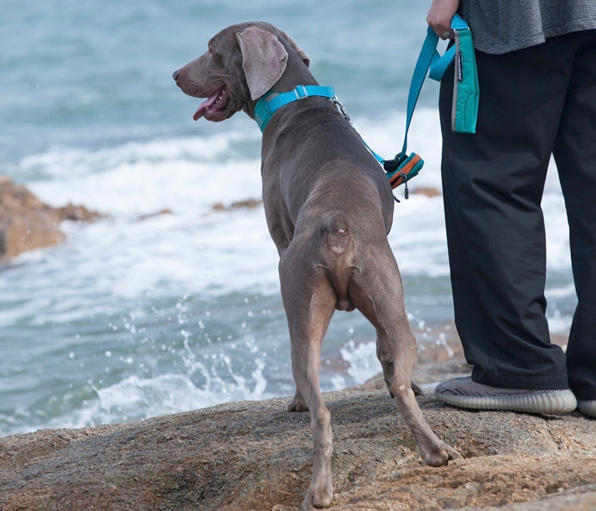 lightweight dog leash with padded handle