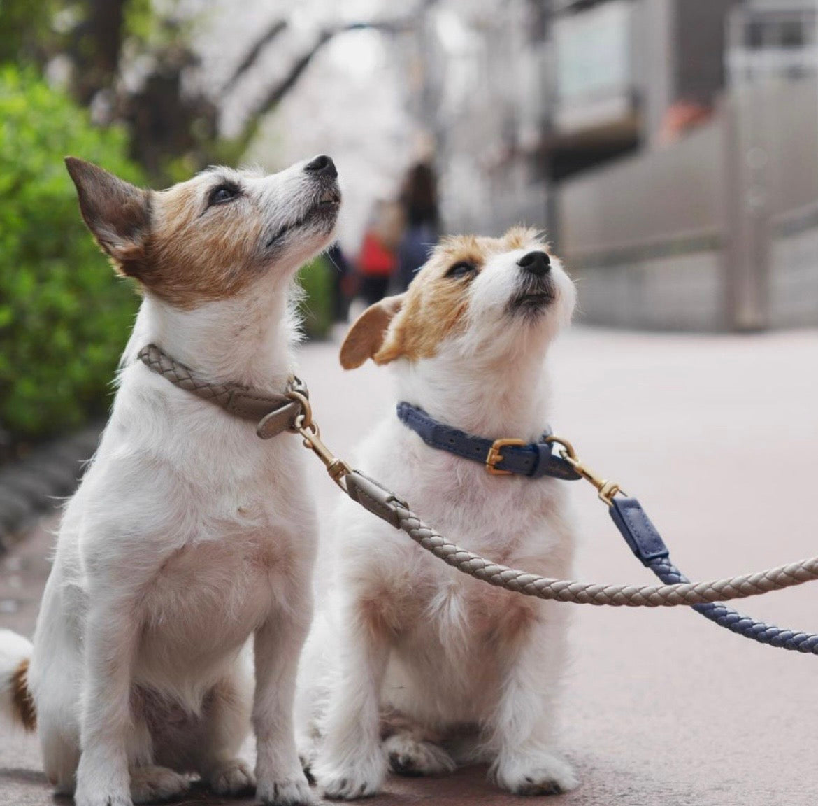 Vintage Collar-Classic Adjustable Dog Collar