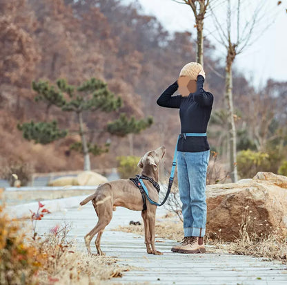 shock absorbing dog leash with bungee section