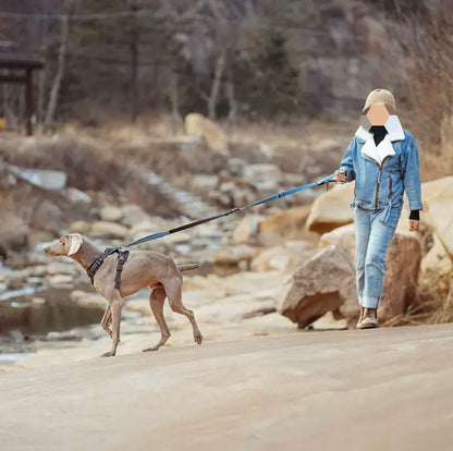 hands free running dog leash for active dogs