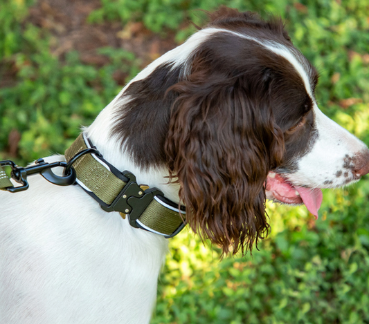 waterproof padded dog collar with metal buckle